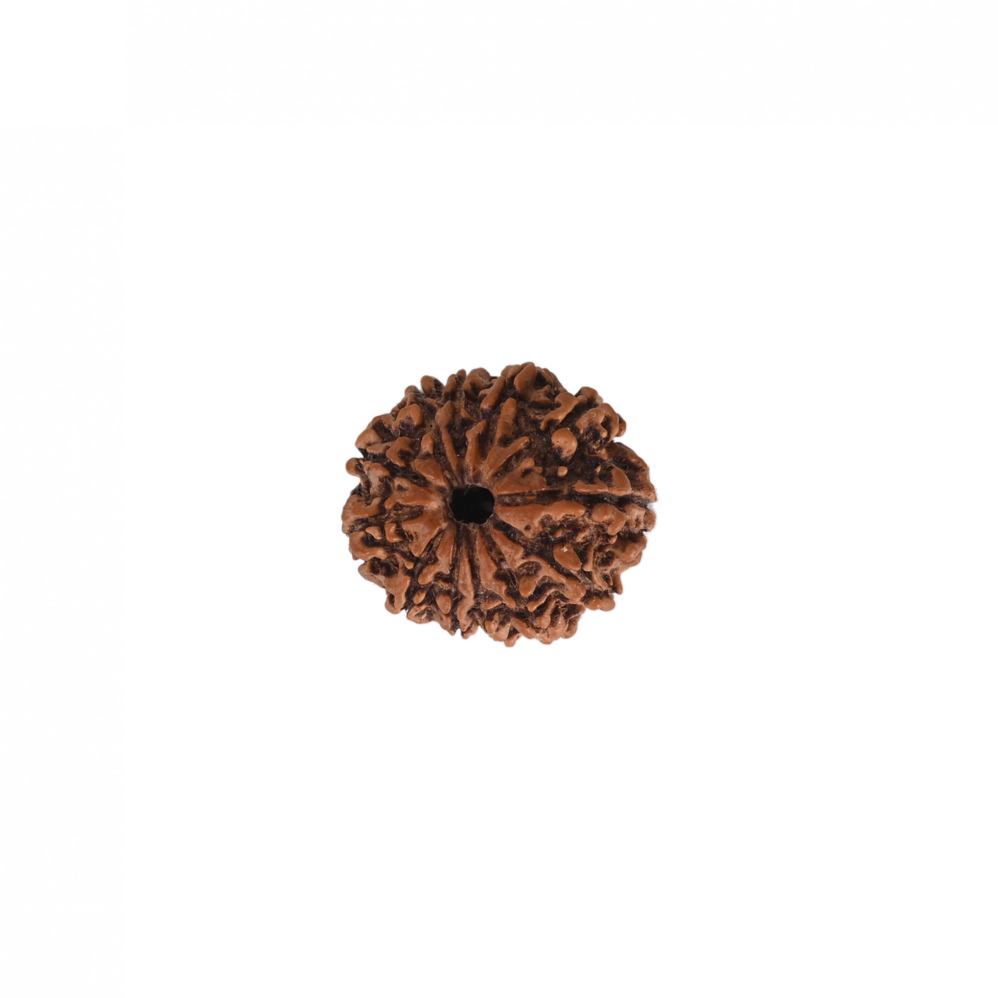 Natural 12 Mukhi Rudraksh Nepali