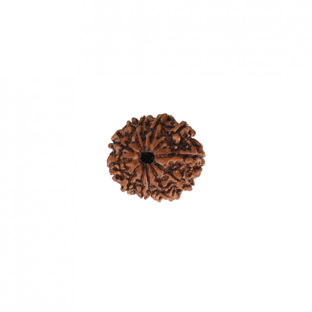 Image of Natural 12 Mukhi Rudraksh (Nepali)