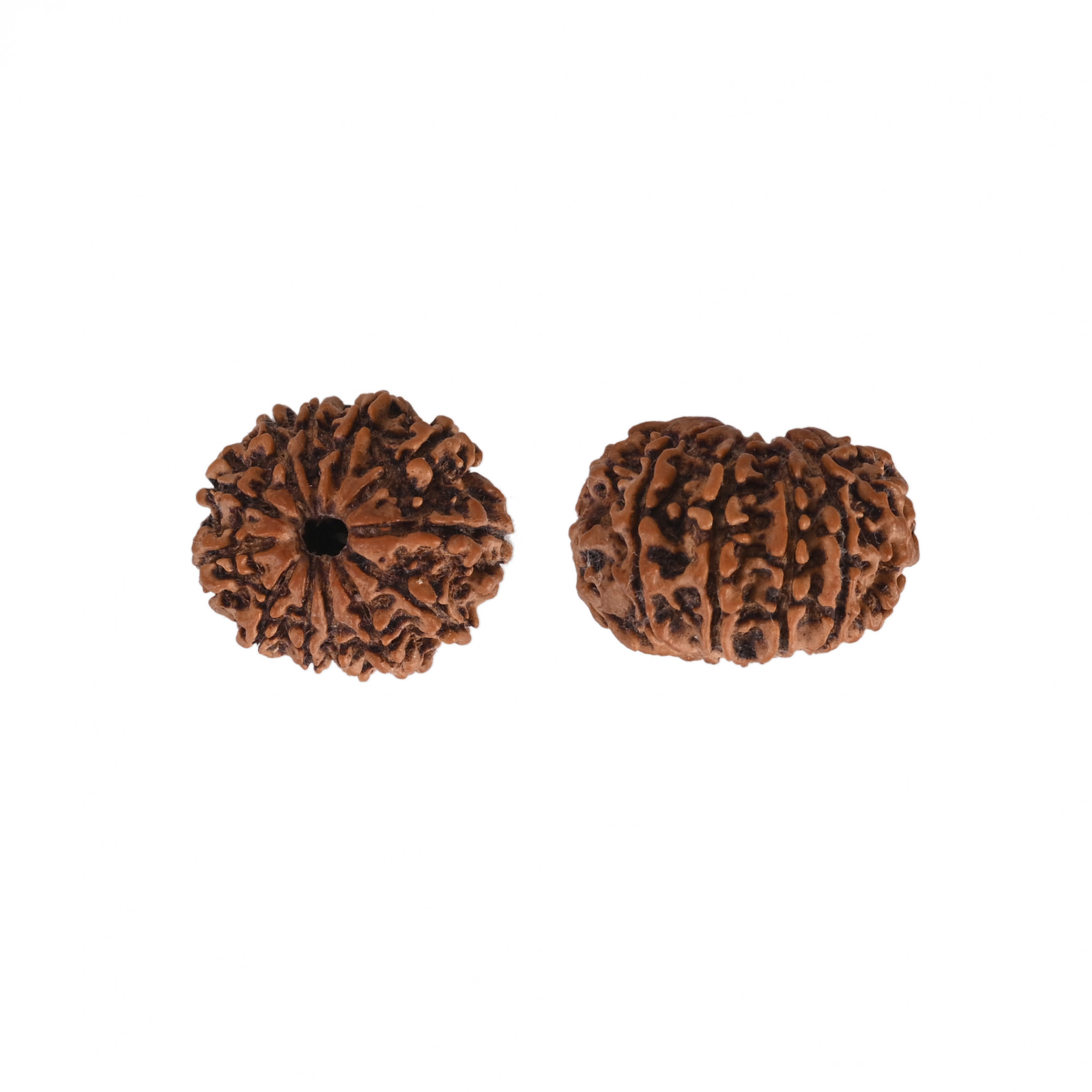 Natural 12 Mukhi Rudraksh Nepali
