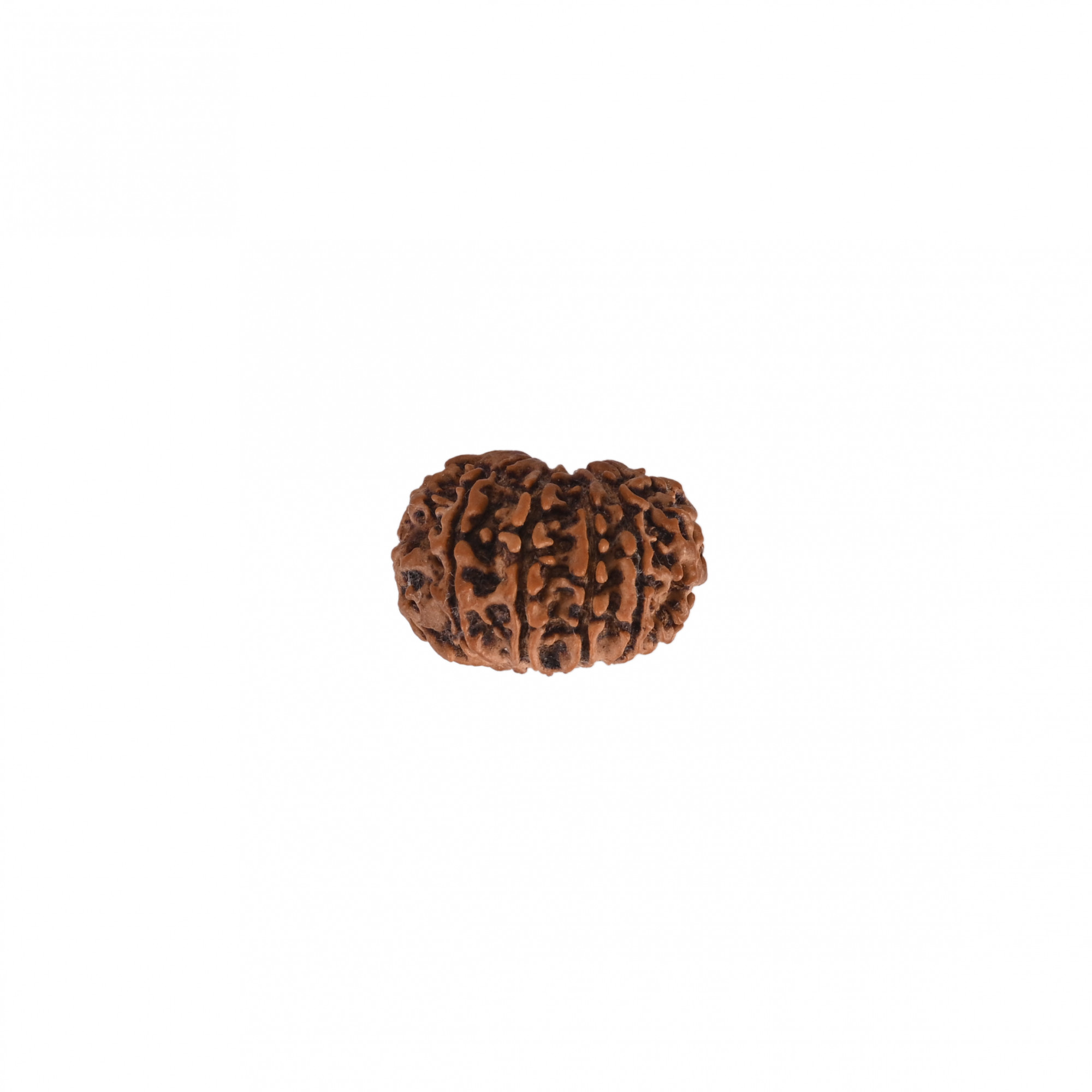 Natural 12 Mukhi Rudraksh Nepali