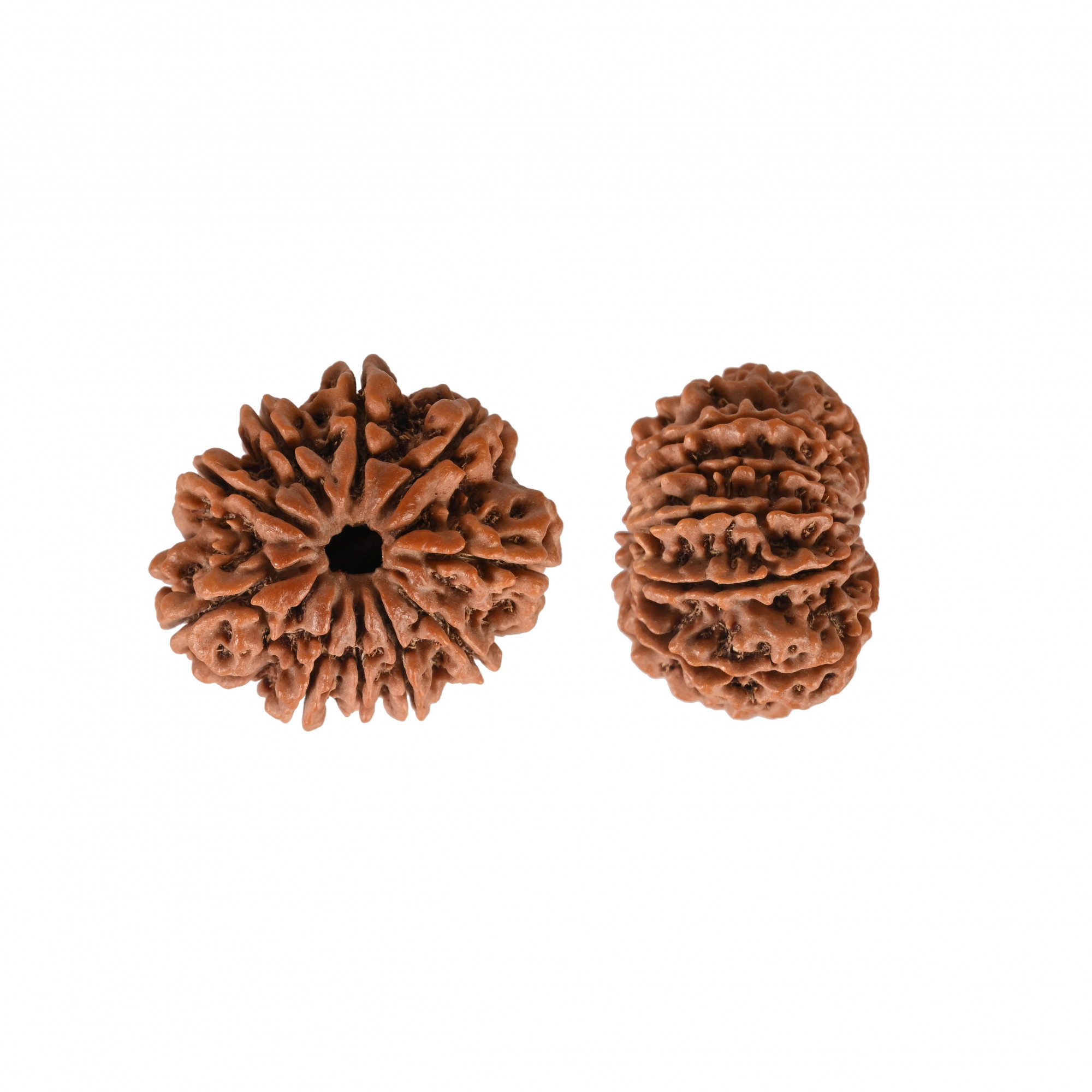 Natural 10 Mukhi Collector Rudraksh Nepali