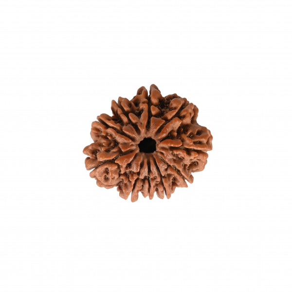 Image of Natural 10 Mukhi Collector Rudraksh (Nepali)