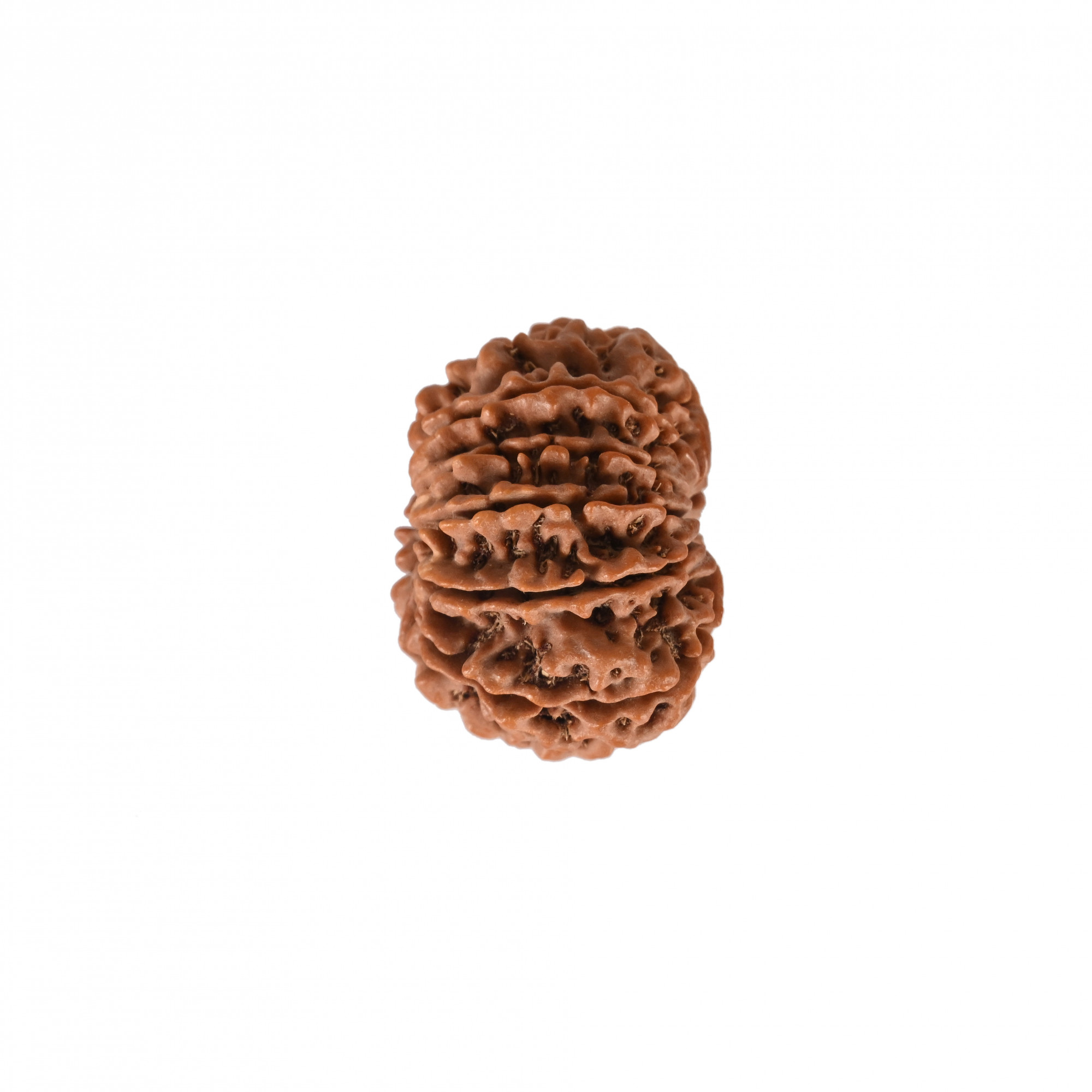 Natural 10 Mukhi Collector Rudraksh Nepali