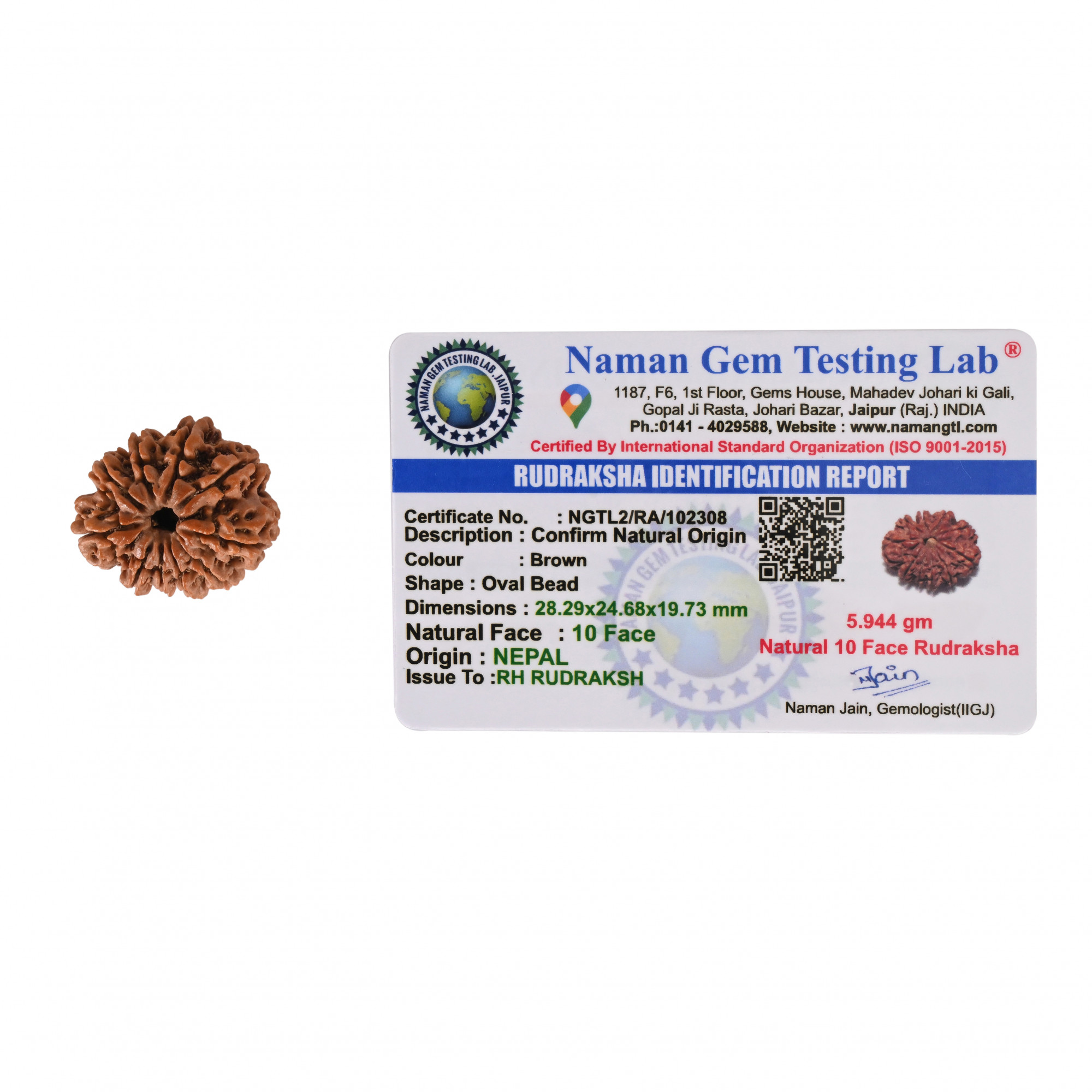 Natural 10 Mukhi Collector Rudraksh Nepali