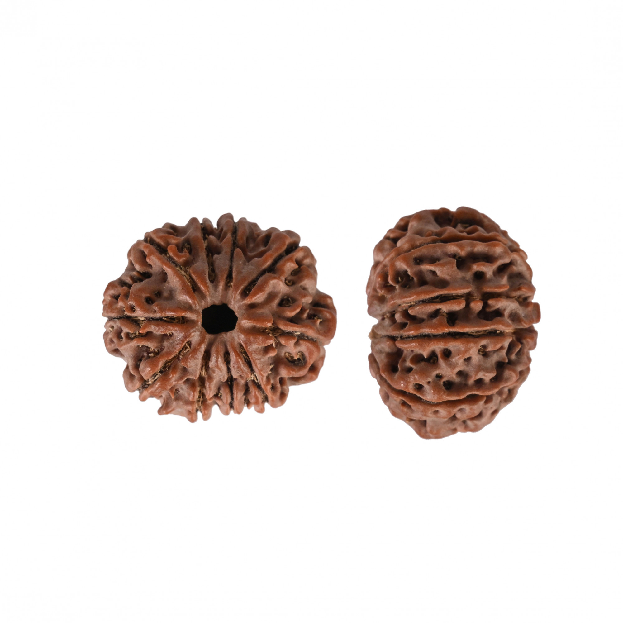 Natural 10 Mukhi Collector Rudraksh Nepali