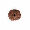 Natural 10 Mukhi Collector Rudraksh (Nepali)