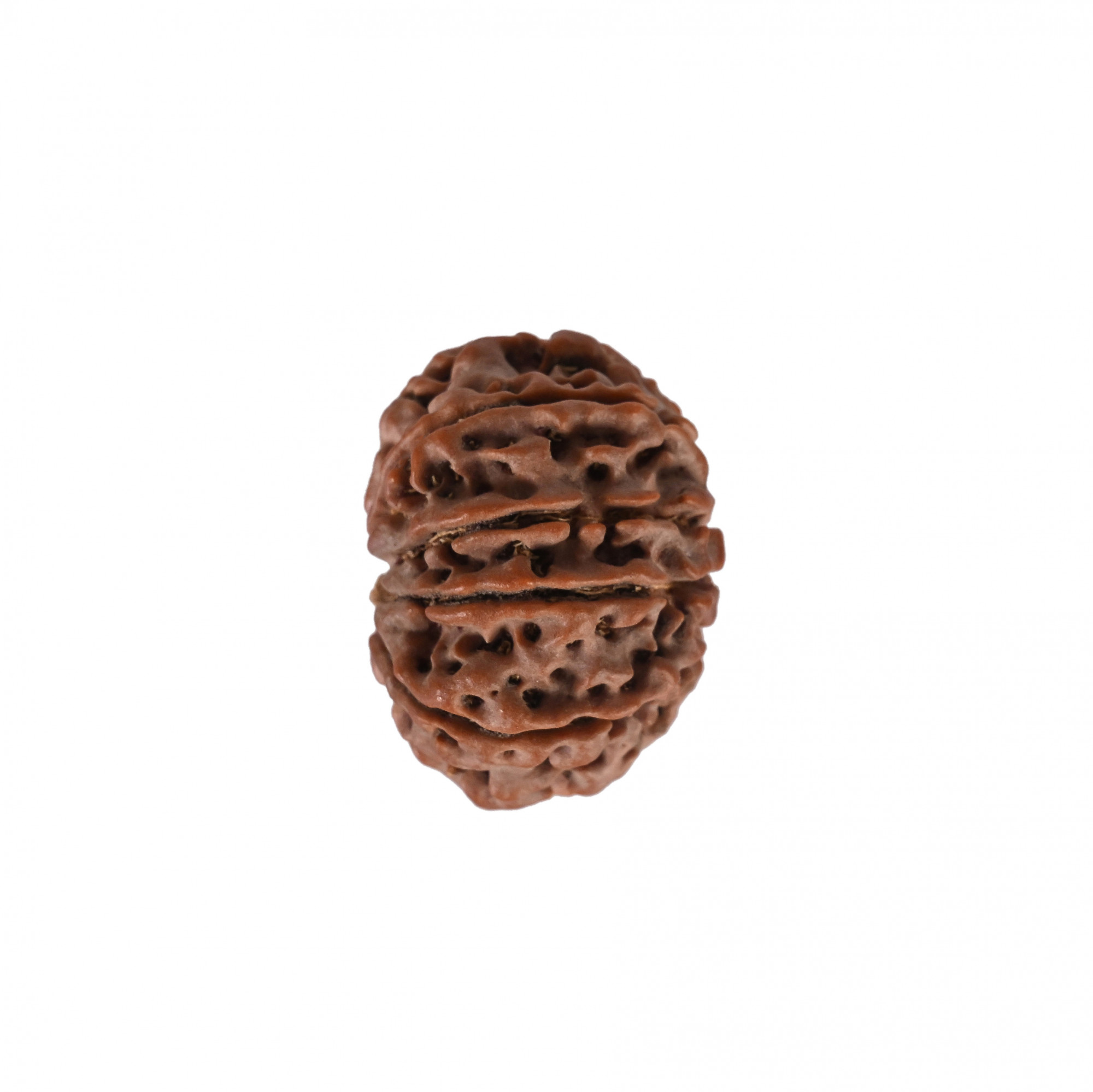 Natural 10 Mukhi Collector Rudraksh Nepali