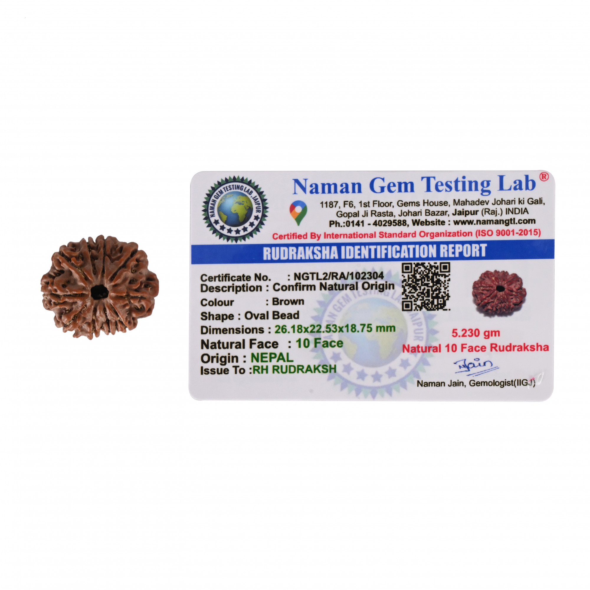 Natural 10 Mukhi Collector Rudraksh Nepali