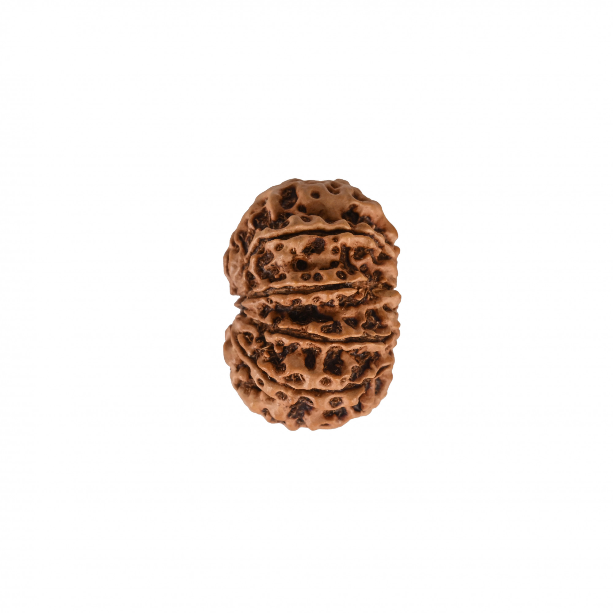 Natural 10 Mukhi Collector Rudraksh Nepali