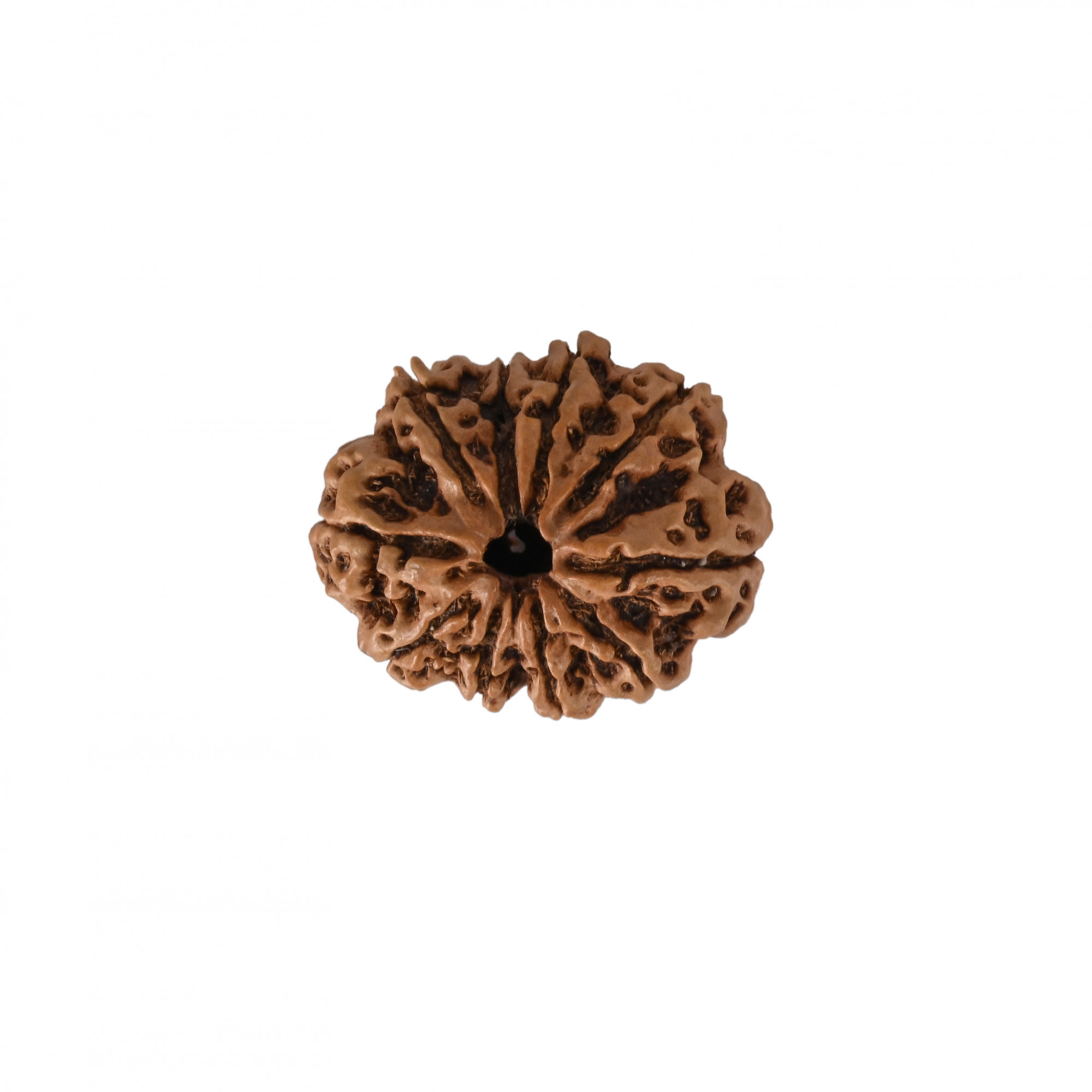 Natural 10 Mukhi Collector Rudraksh Nepali