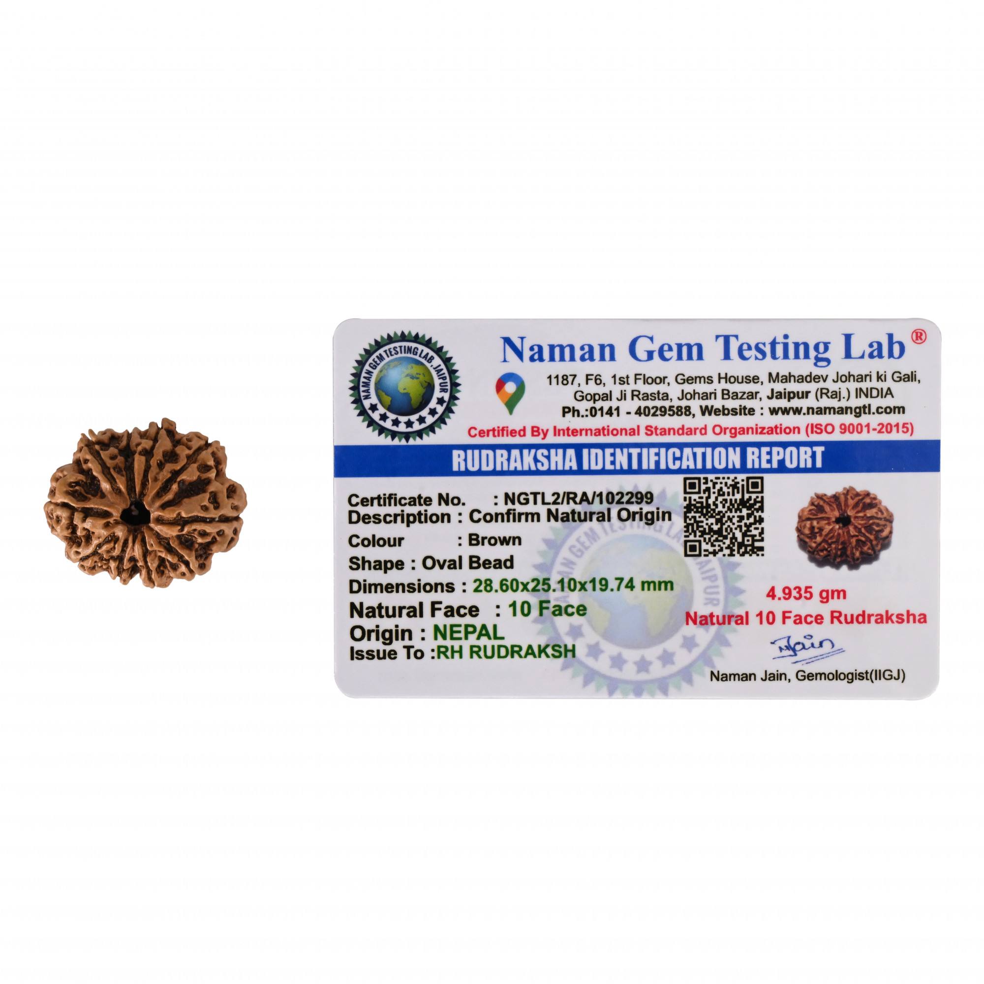 Natural 10 Mukhi Collector Rudraksh Nepali