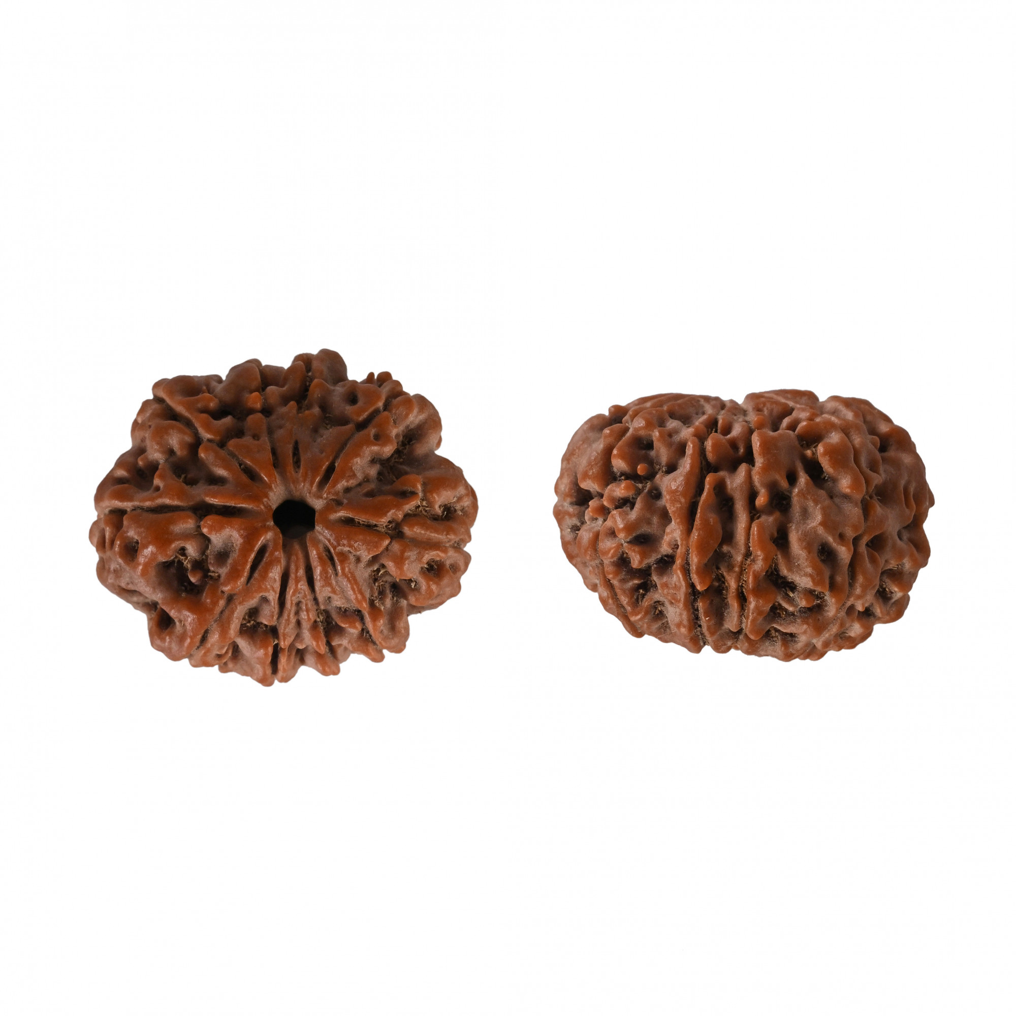 Natural 10 Mukhi Collector Rudraksh Nepali