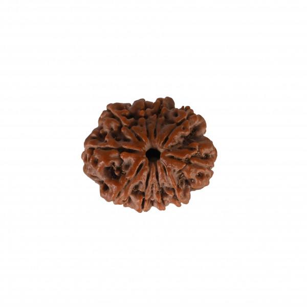 Image of Natural 10 Mukhi Collector Rudraksh (Nepali)