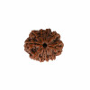 Natural 10 Mukhi Collector Rudraksh (Nepali)