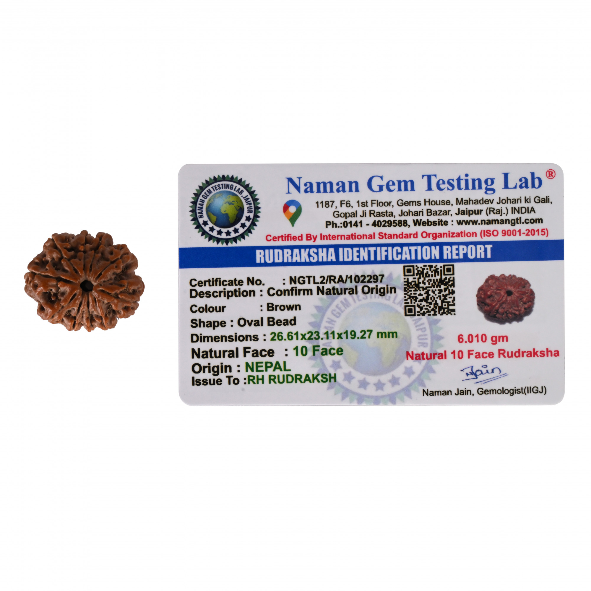 Natural 10 Mukhi Collector Rudraksh Nepali