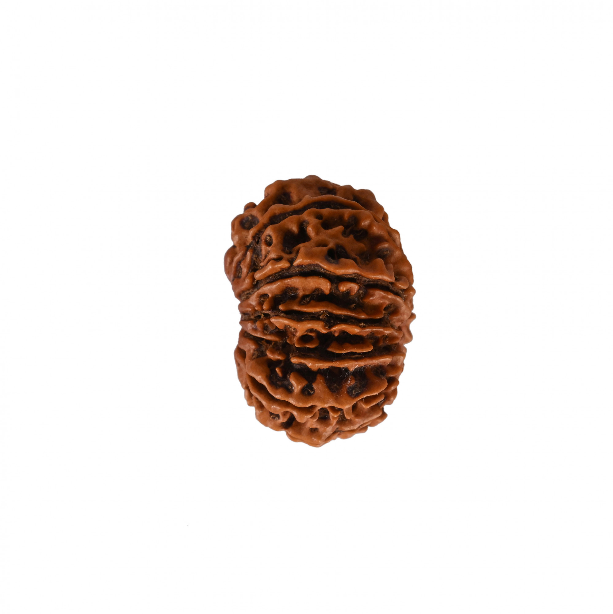 Natural 12 Mukhi Collector RudrakshNepali