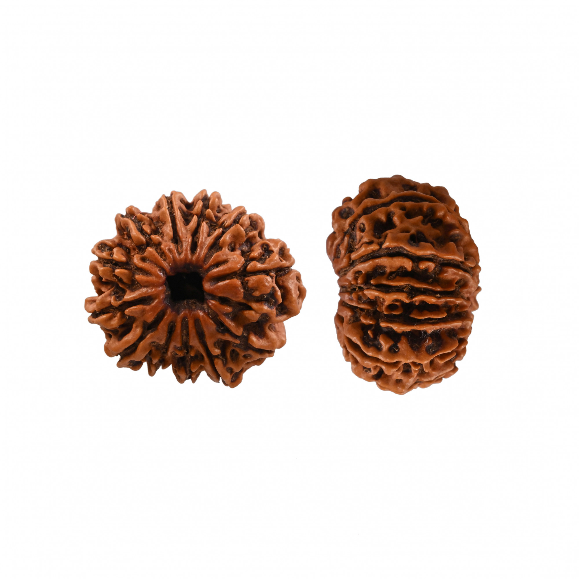 Natural 12 Mukhi Collector RudrakshNepali