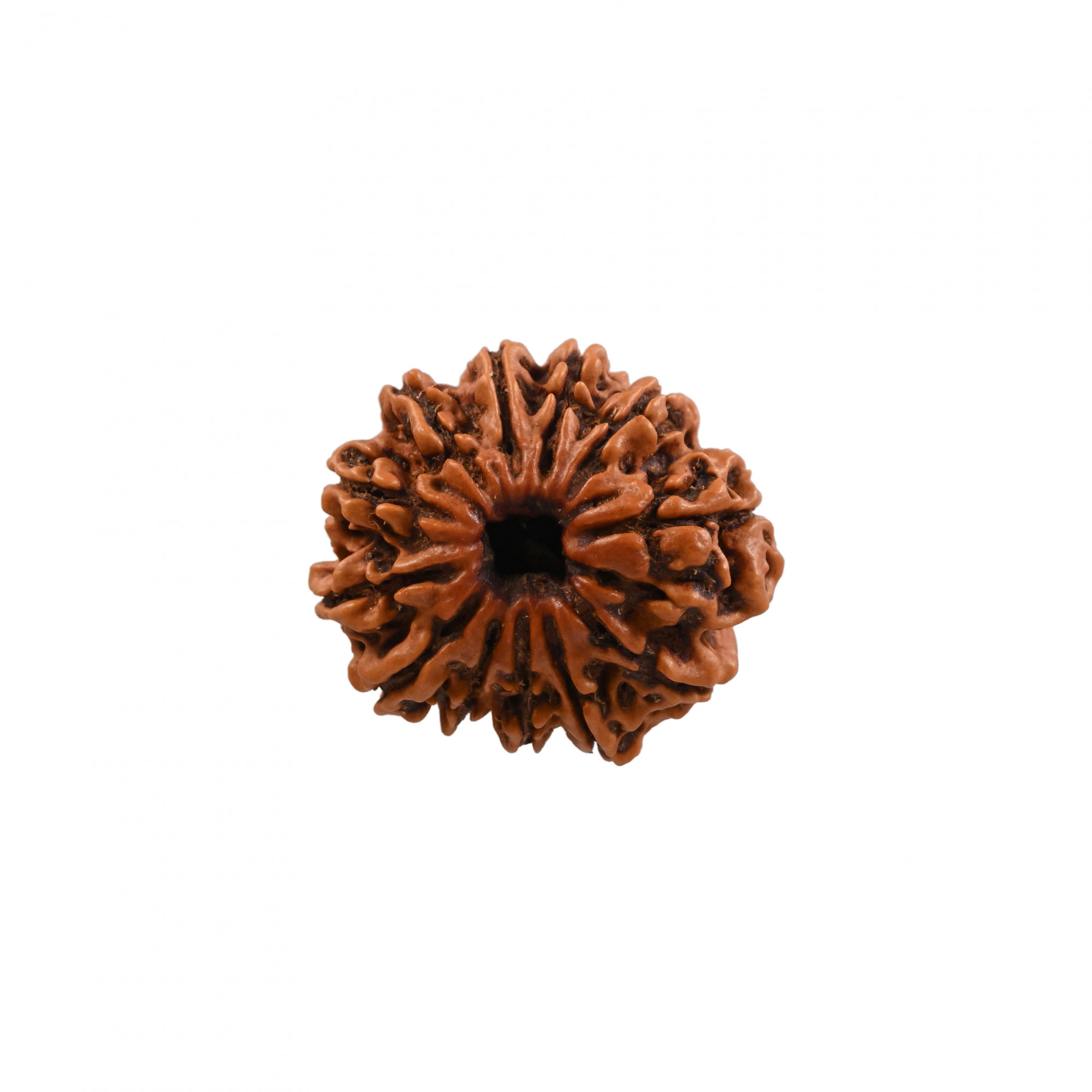 Natural 12 Mukhi Collector RudrakshNepali