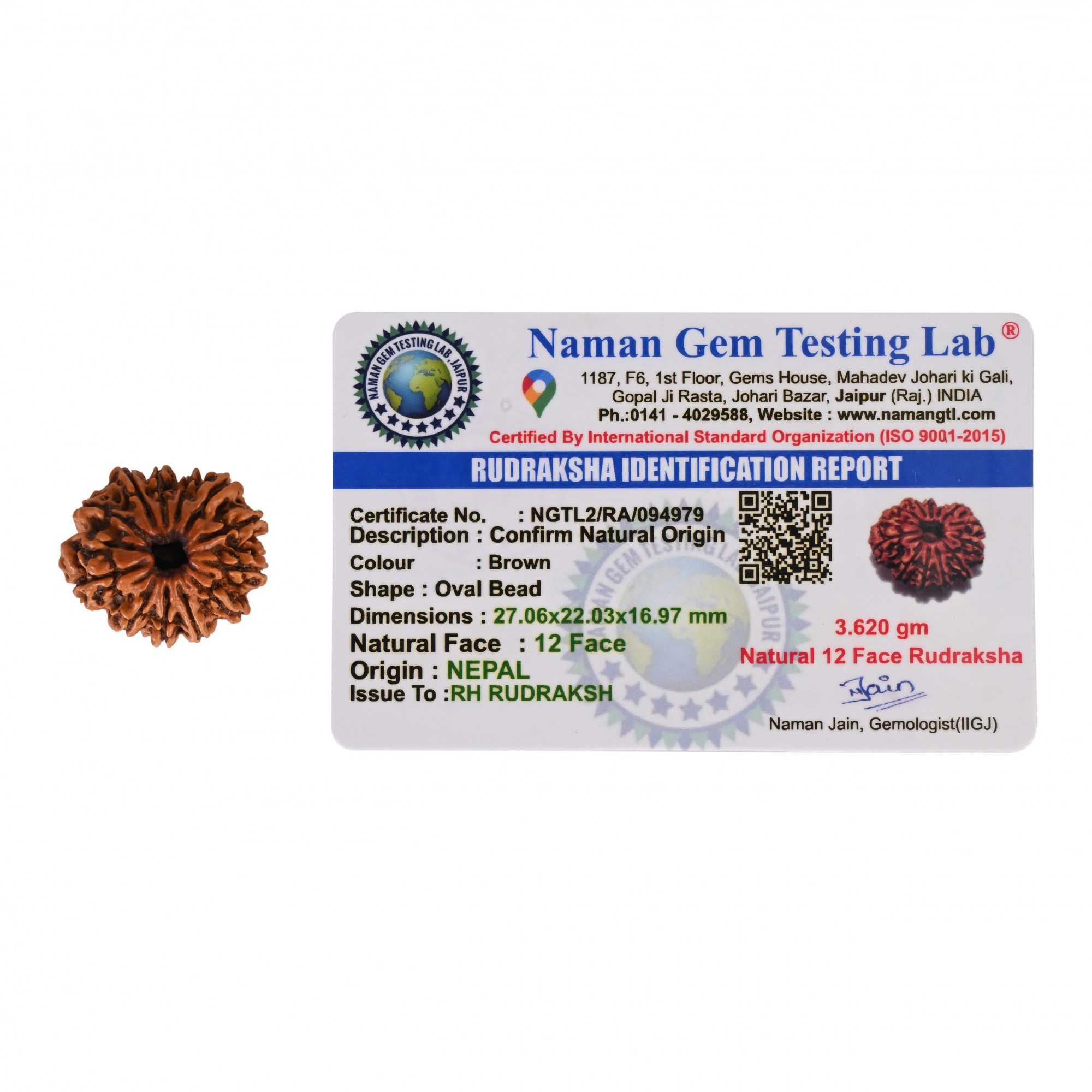 Natural 12 Mukhi Collector RudrakshNepali