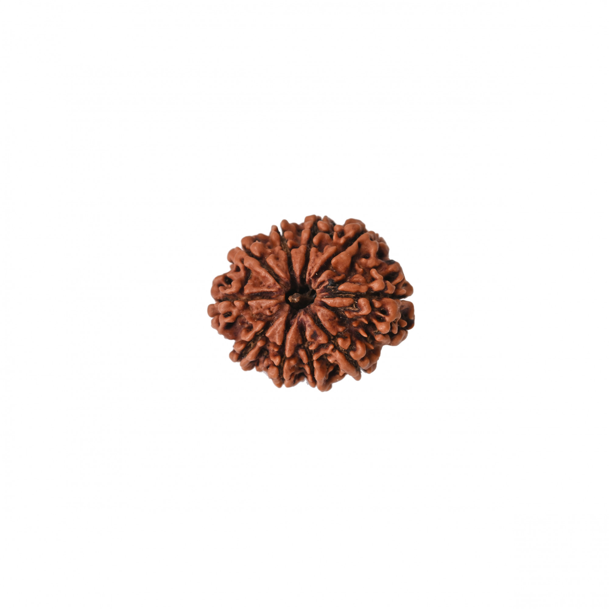 Natural 10 Mukhi Collector Rudraksh Nepali