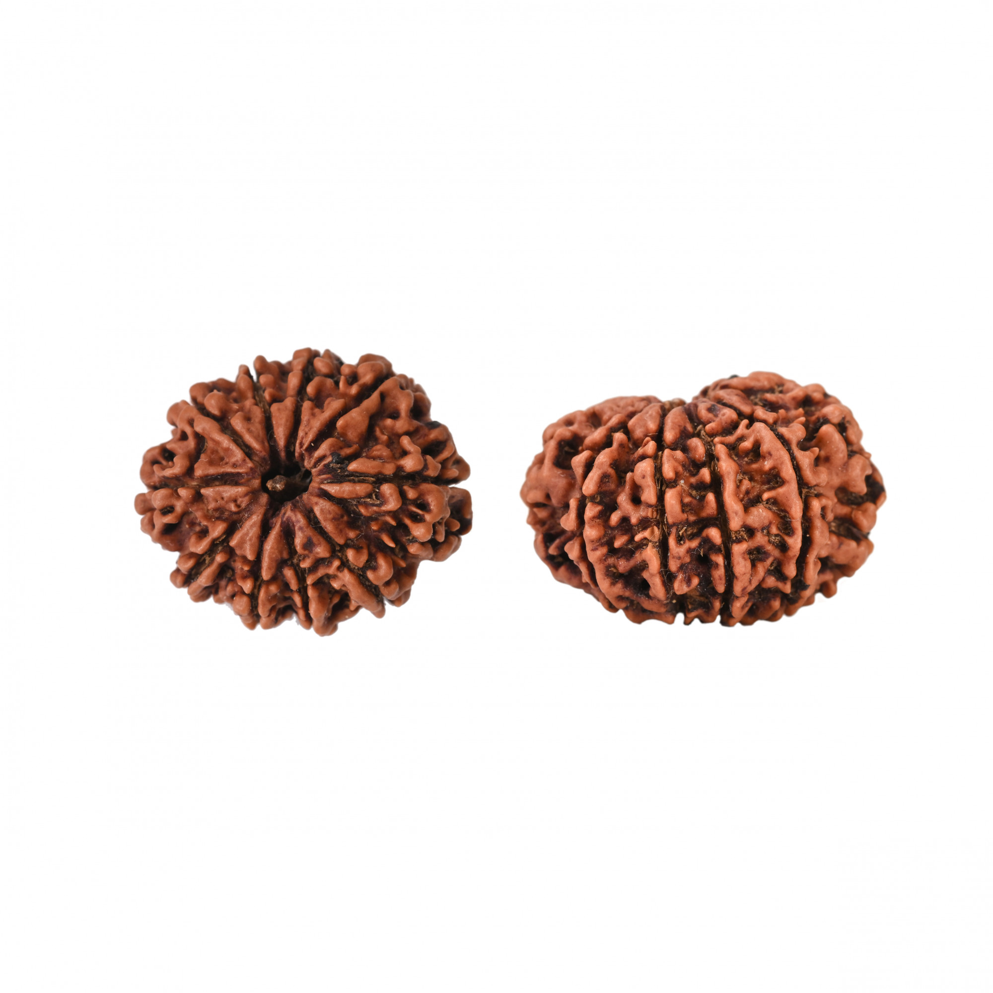 Natural 10 Mukhi Collector Rudraksh Nepali