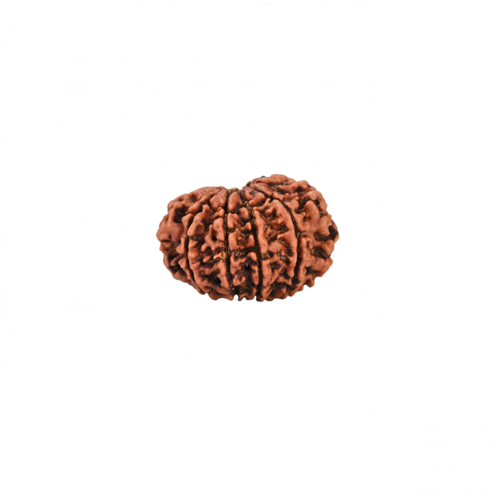 Natural 10 Mukhi Collector Rudraksh Nepali