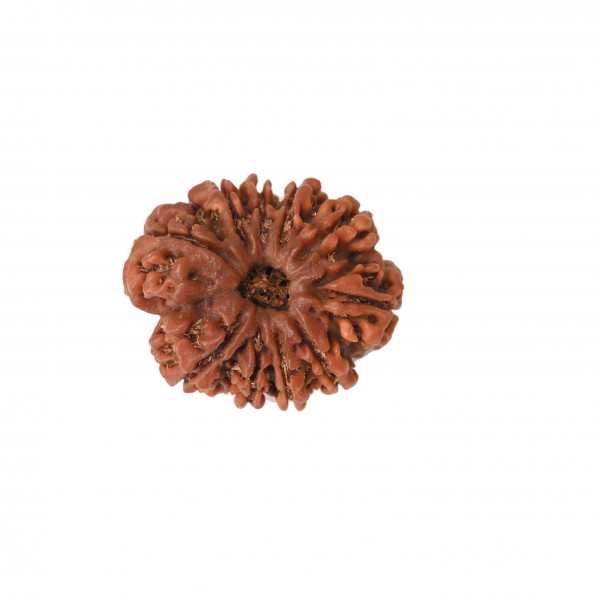 Image of Natural 10 Mukhi Collector Rudraksh (Nepali)