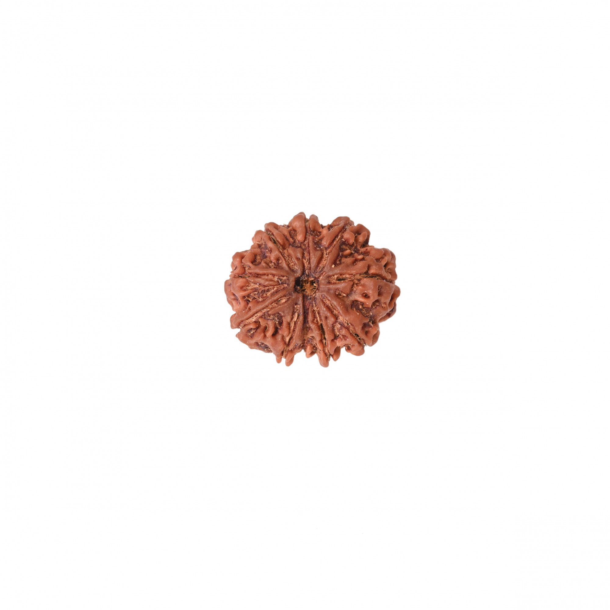 Natural 10 Mukhi Collector Rudraksh Nepali