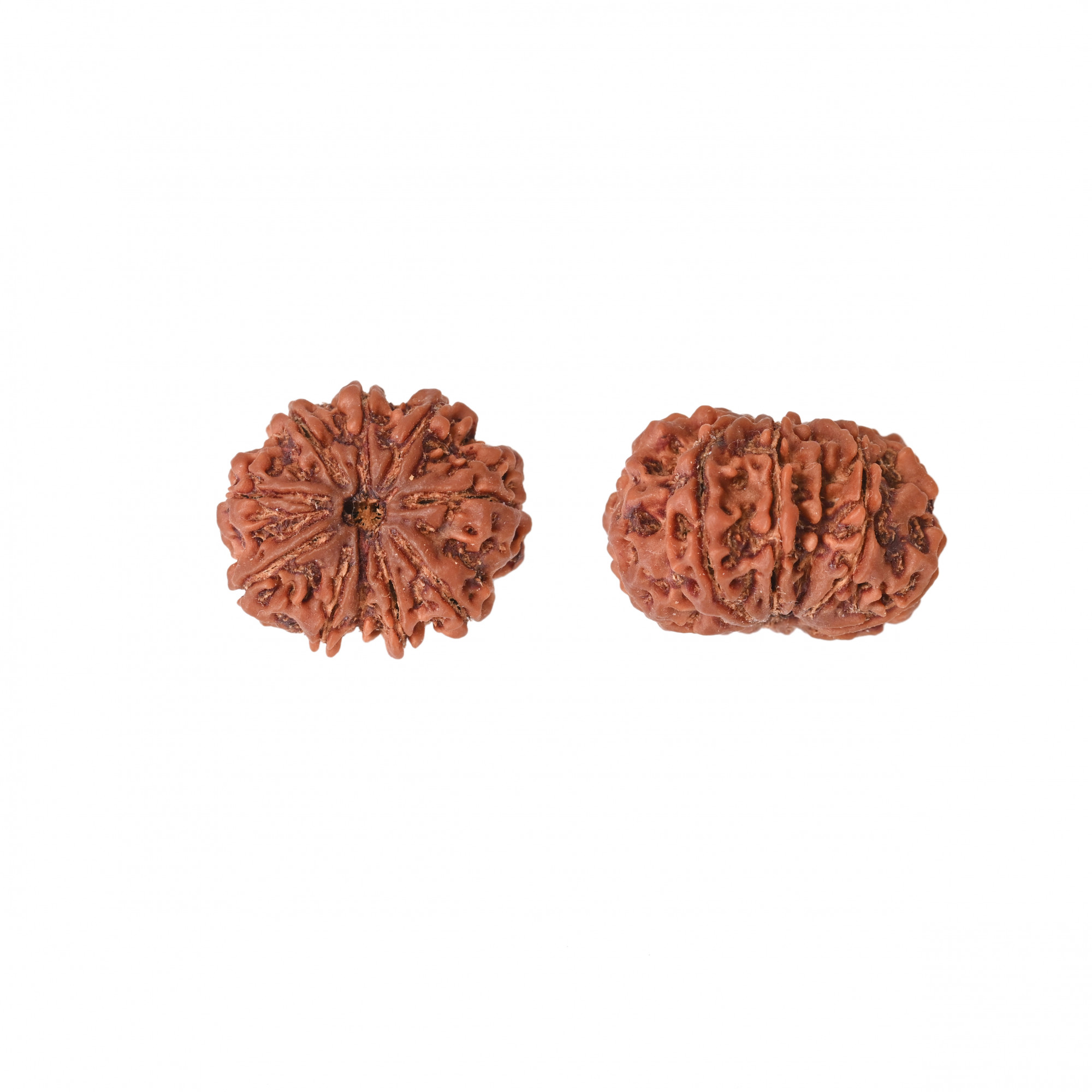 Natural 10 Mukhi Collector Rudraksh Nepali