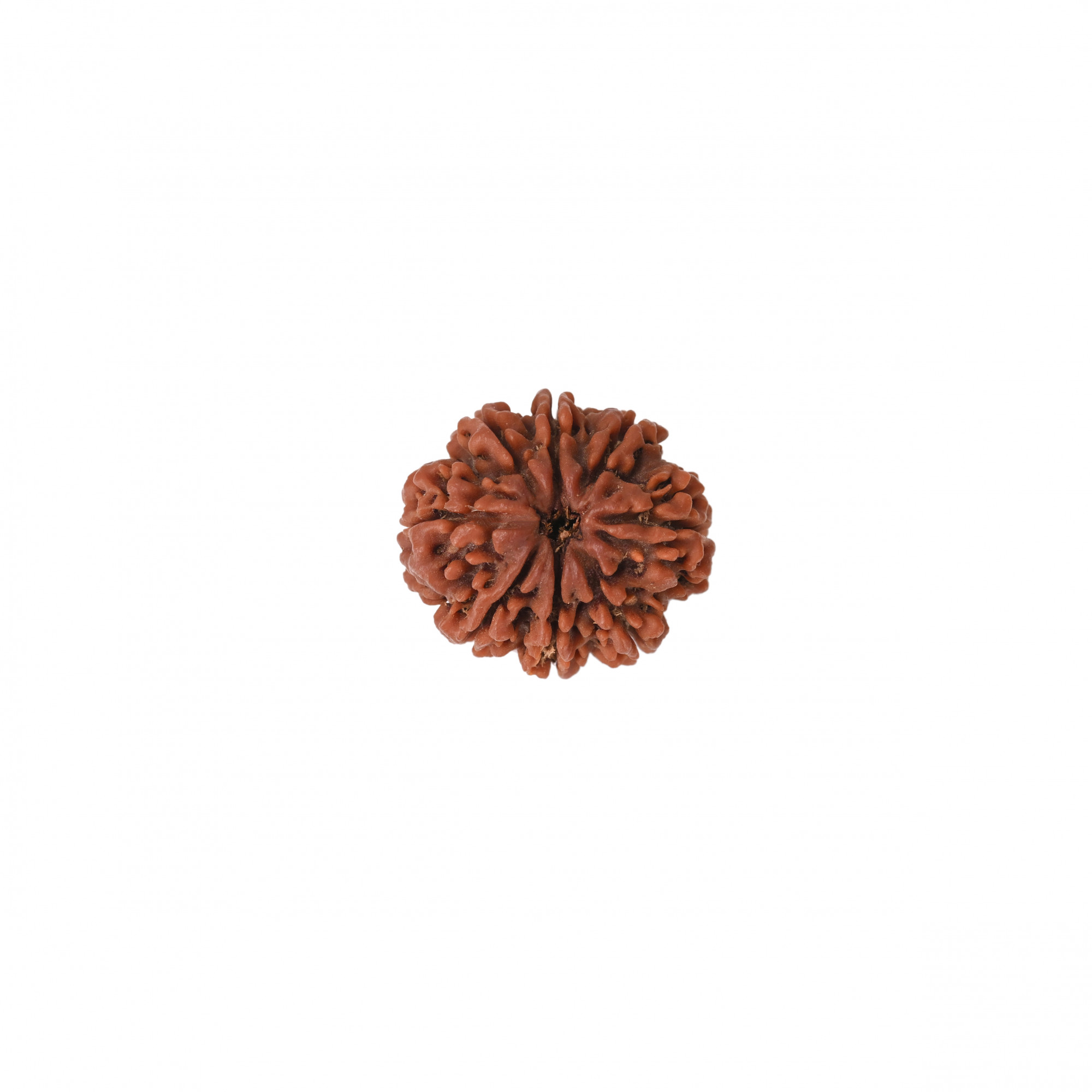 Natural 8 Mukhi Collector Rudraksh Nepali
