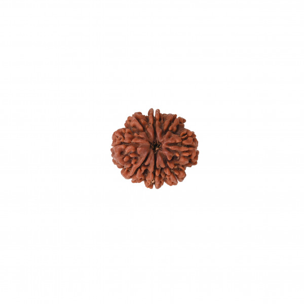 Image of Natural 8 Mukhi Collector Rudraksh (Nepali)
