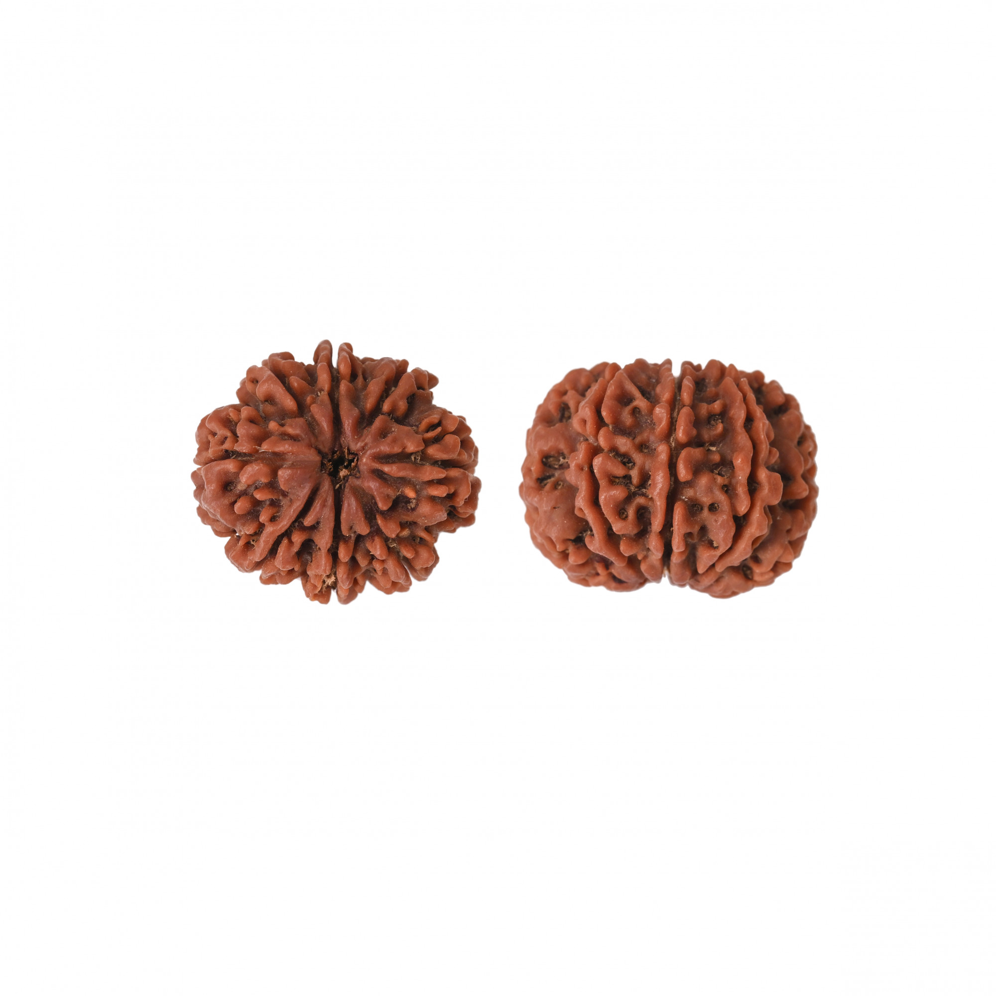 Natural 8 Mukhi Collector Rudraksh Nepali