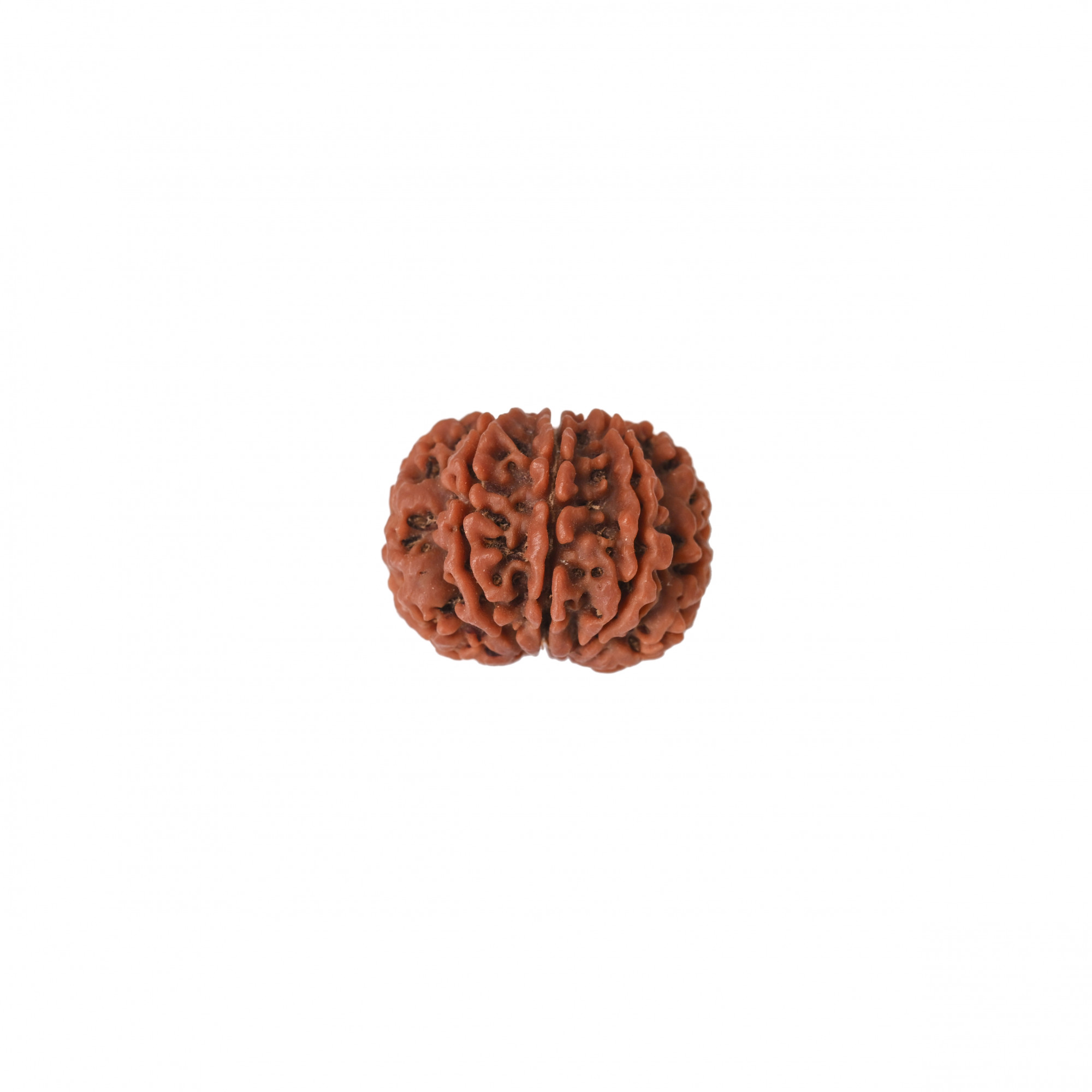 Natural 8 Mukhi Collector Rudraksh Nepali