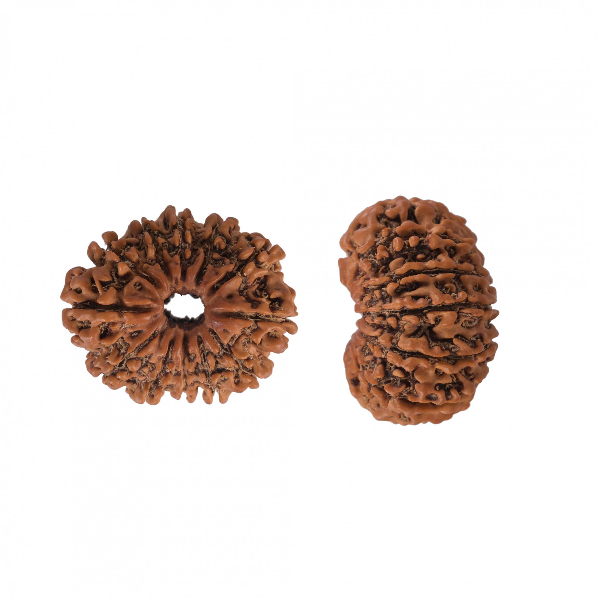 Natural 12 Mukhi Collector RudrakshNepali