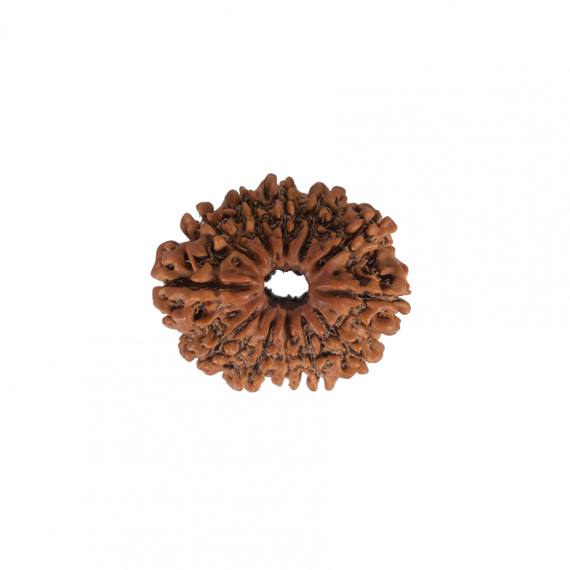 Natural 12 Mukhi Collector RudrakshNepali