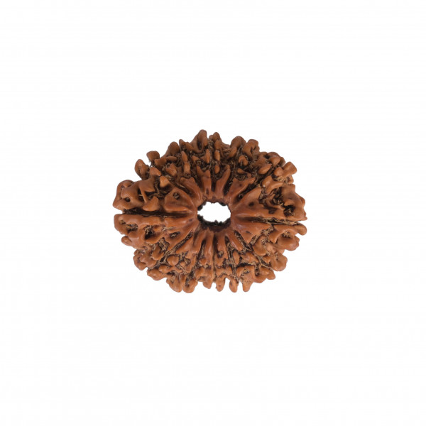 Image of Natural 12 Mukhi Collector Rudraksh(Nepali)