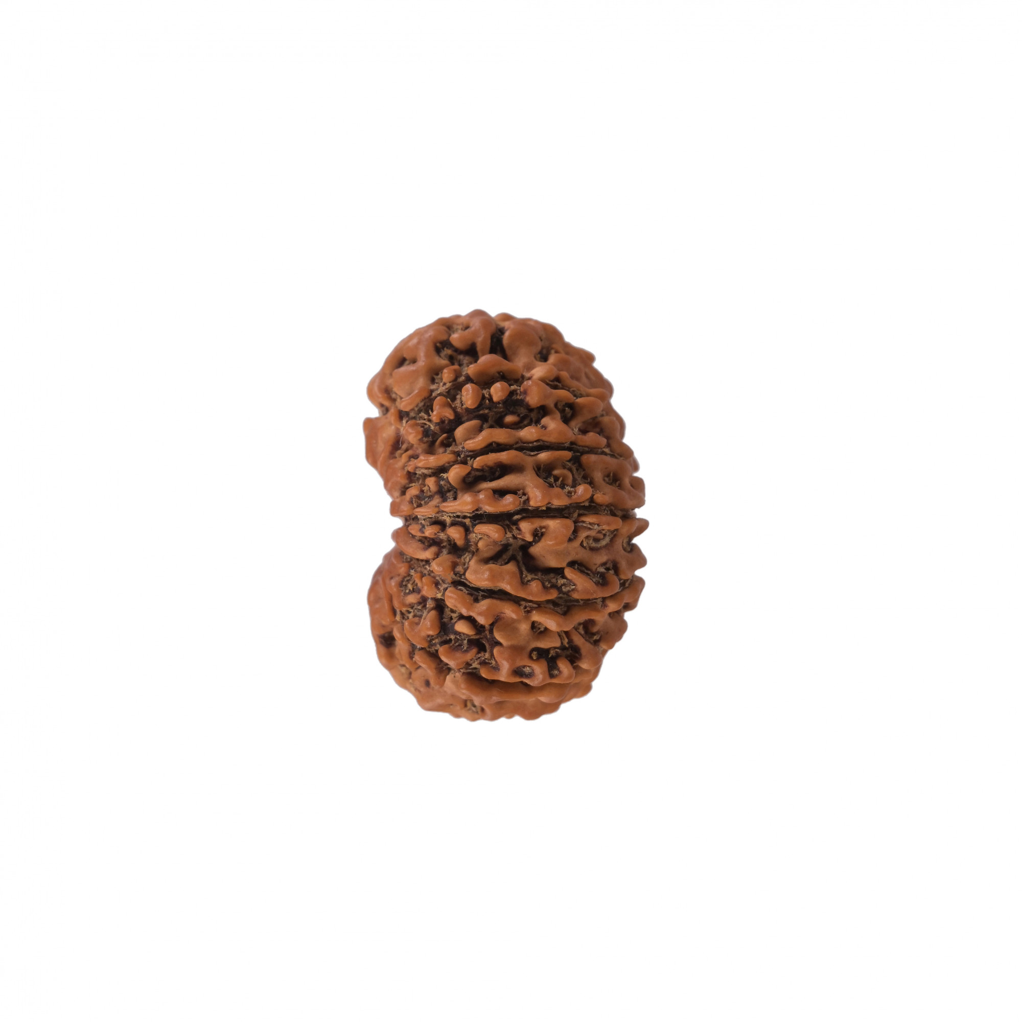 Natural 12 Mukhi Collector RudrakshNepali