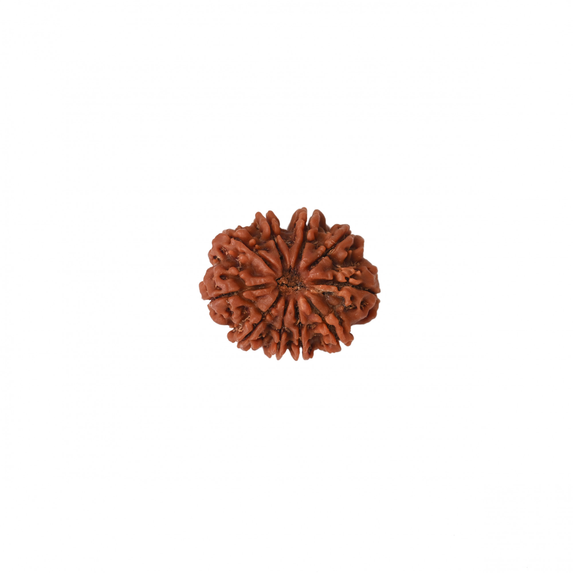 Natural 10 Mukhi Collector Rudraksh Nepali