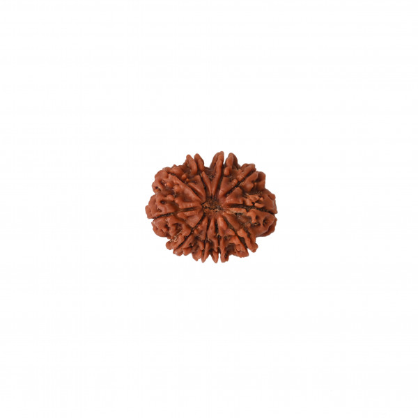 Image of Natural 10 Mukhi Collector Rudraksh (Nepali)
