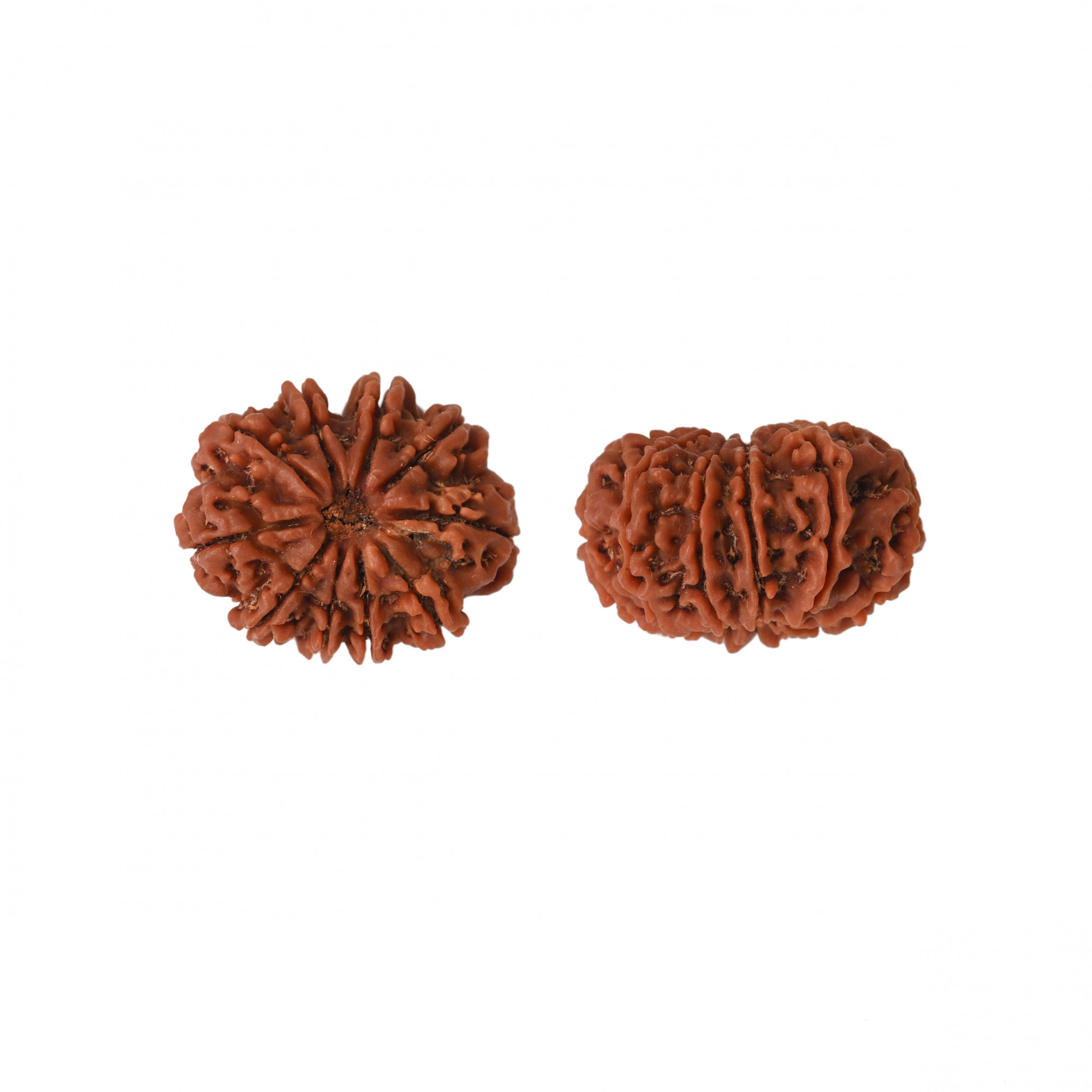 Natural 10 Mukhi Collector Rudraksh Nepali