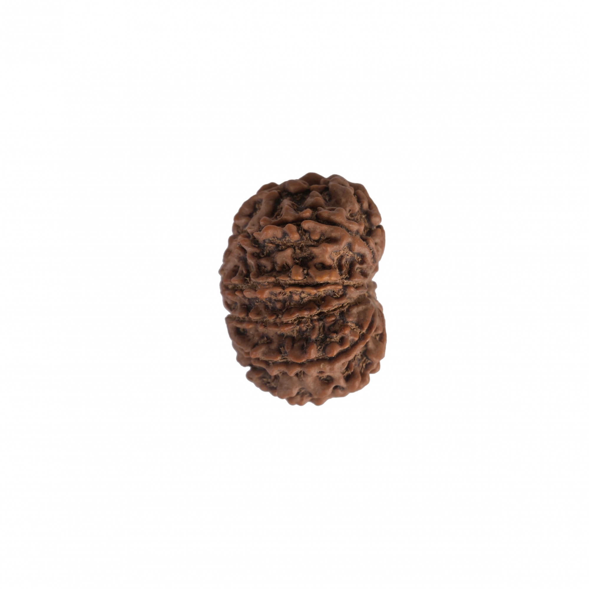 Natural 12 Mukhi Collector RudrakshNepali