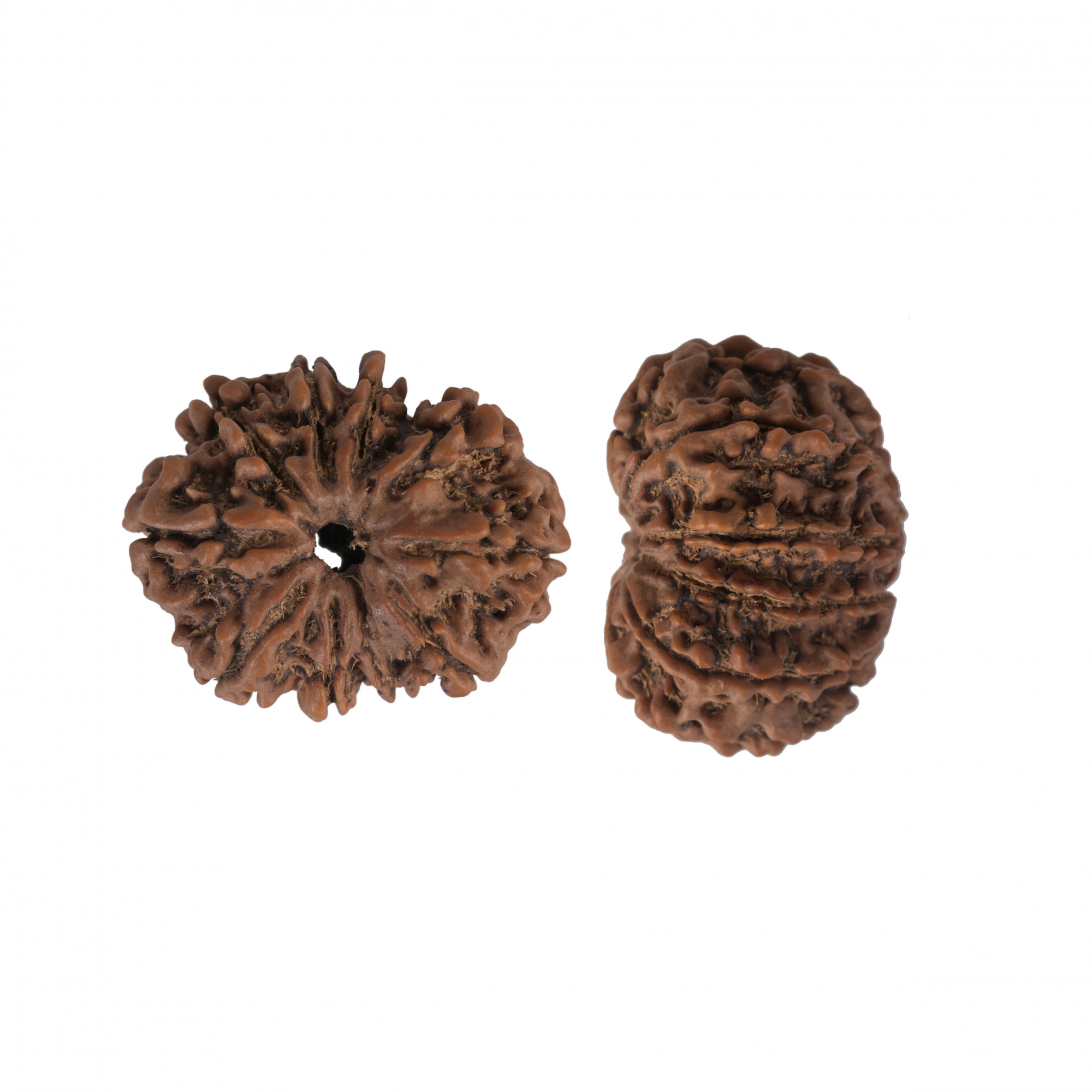 Natural 10 Mukhi Collector Rudraksh Nepali