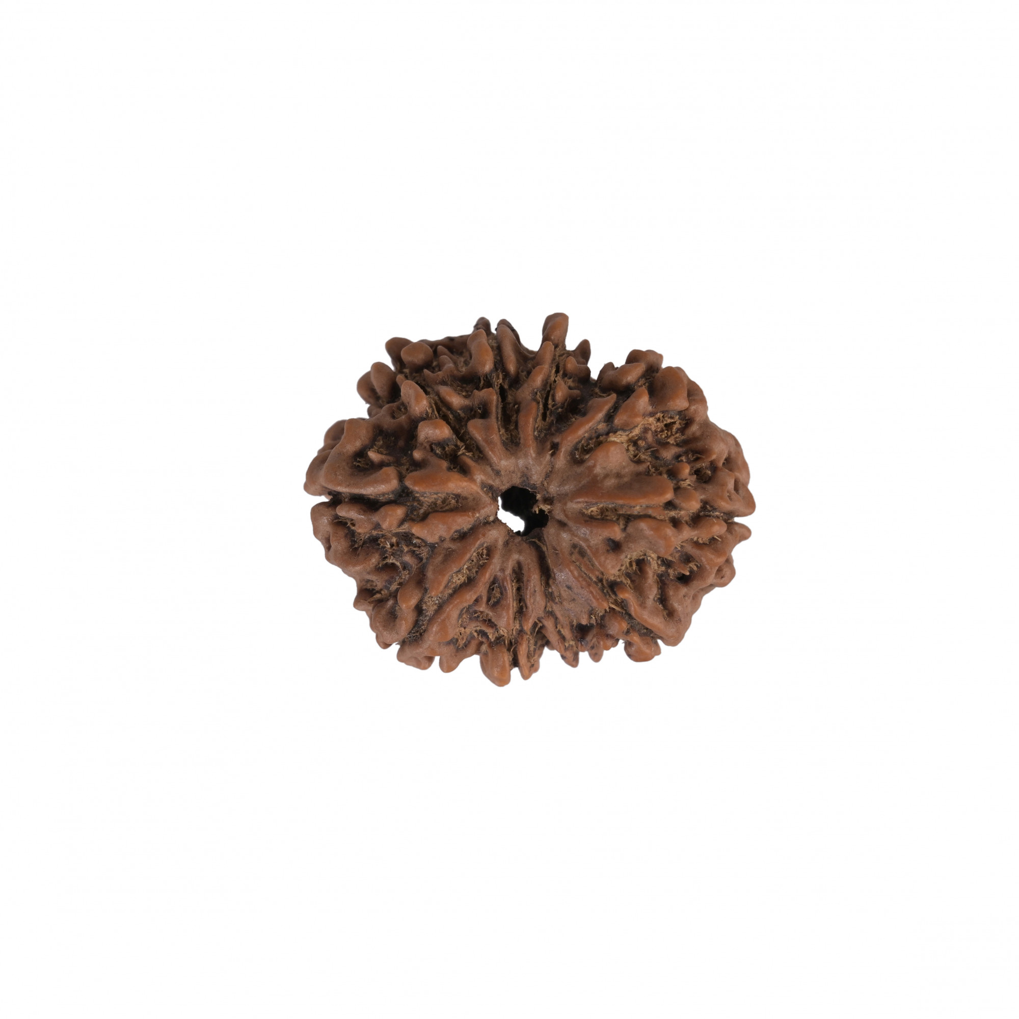 Natural 12 Mukhi Collector RudrakshNepali