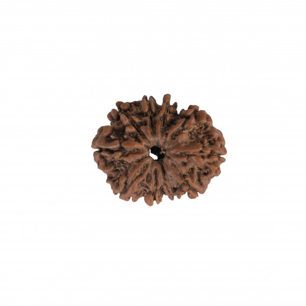 Image of Natural 12 Mukhi Collector Rudraksh(Nepali)
