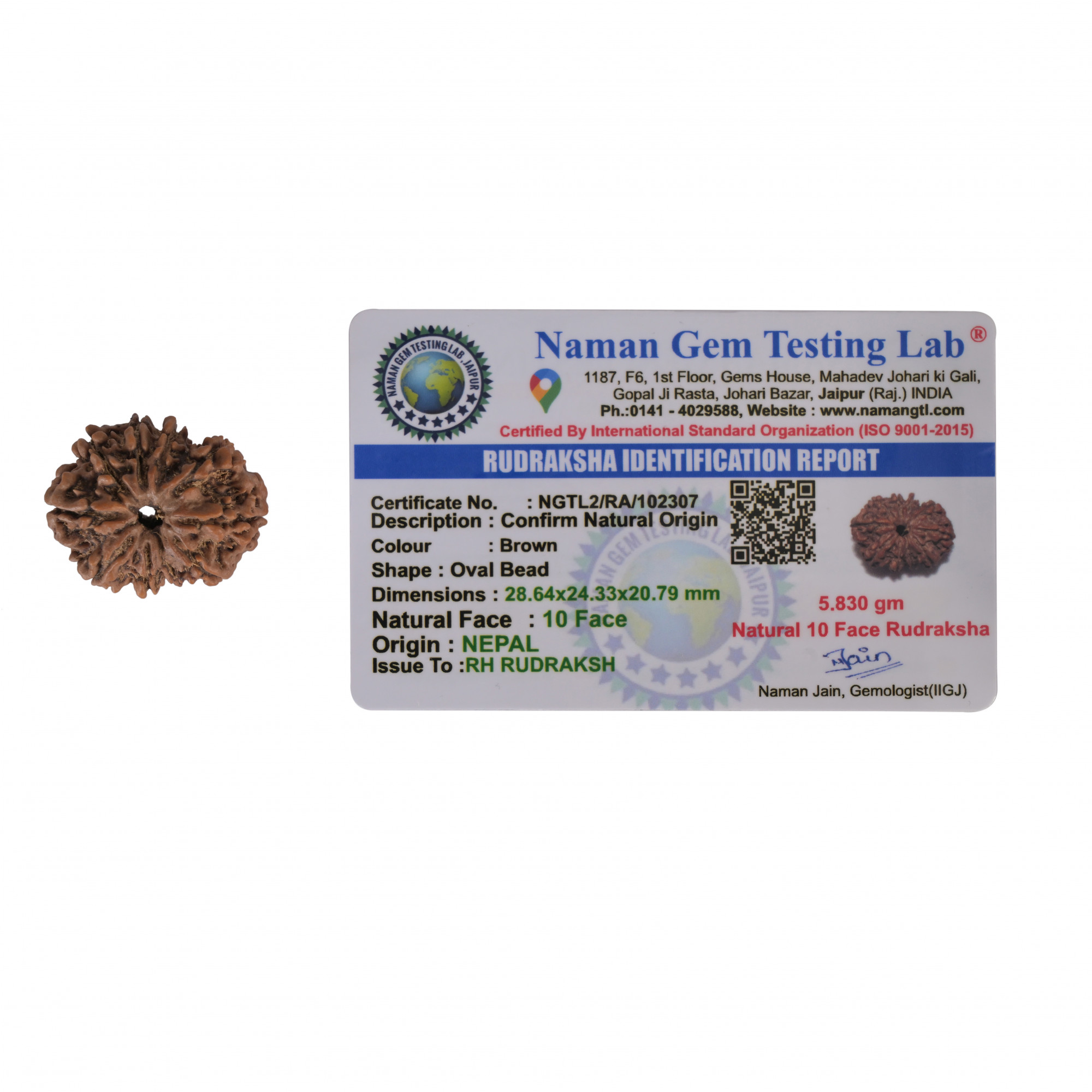 Natural 12 Mukhi Collector RudrakshNepali