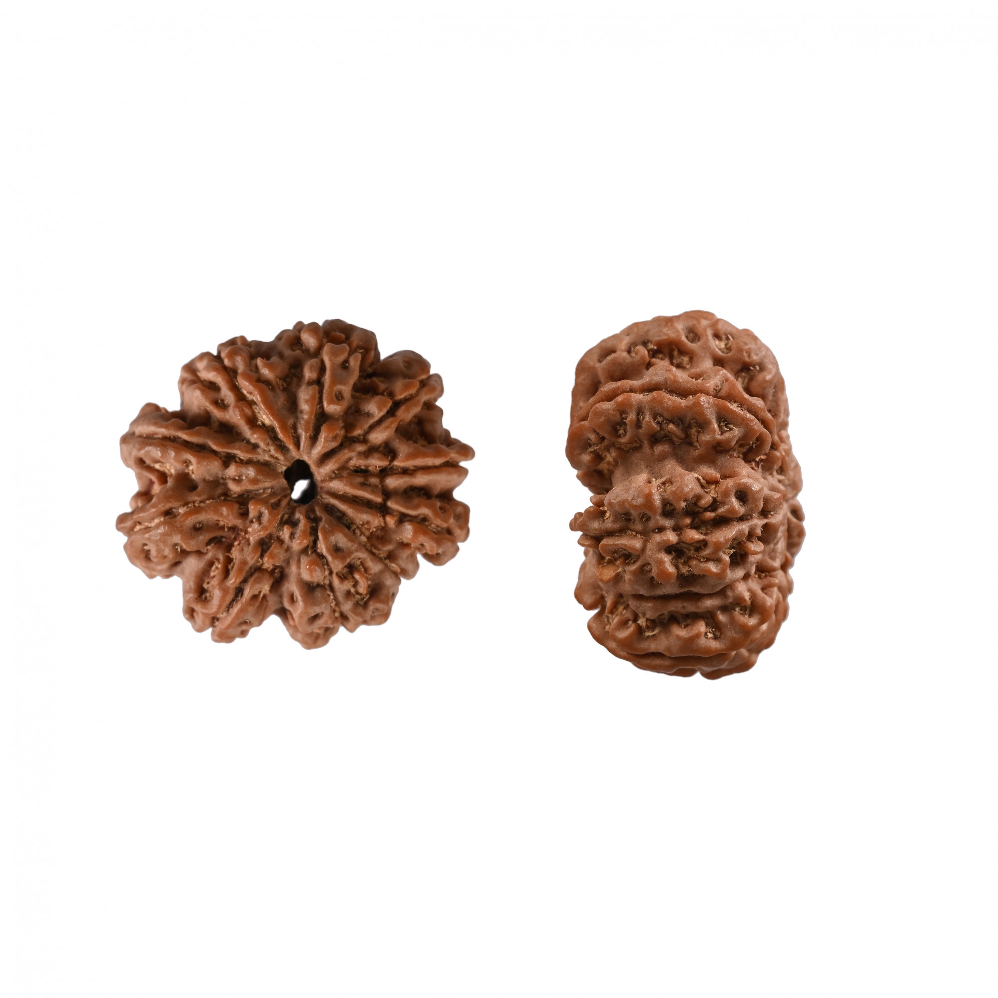 Natural 10 Mukhi Collector Rudraksh Nepali