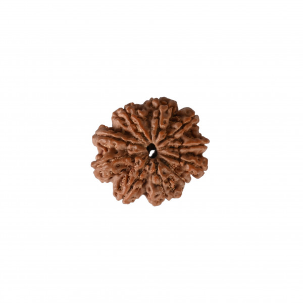 Image of Natural 10 Mukhi Collector Rudraksh (Nepali)