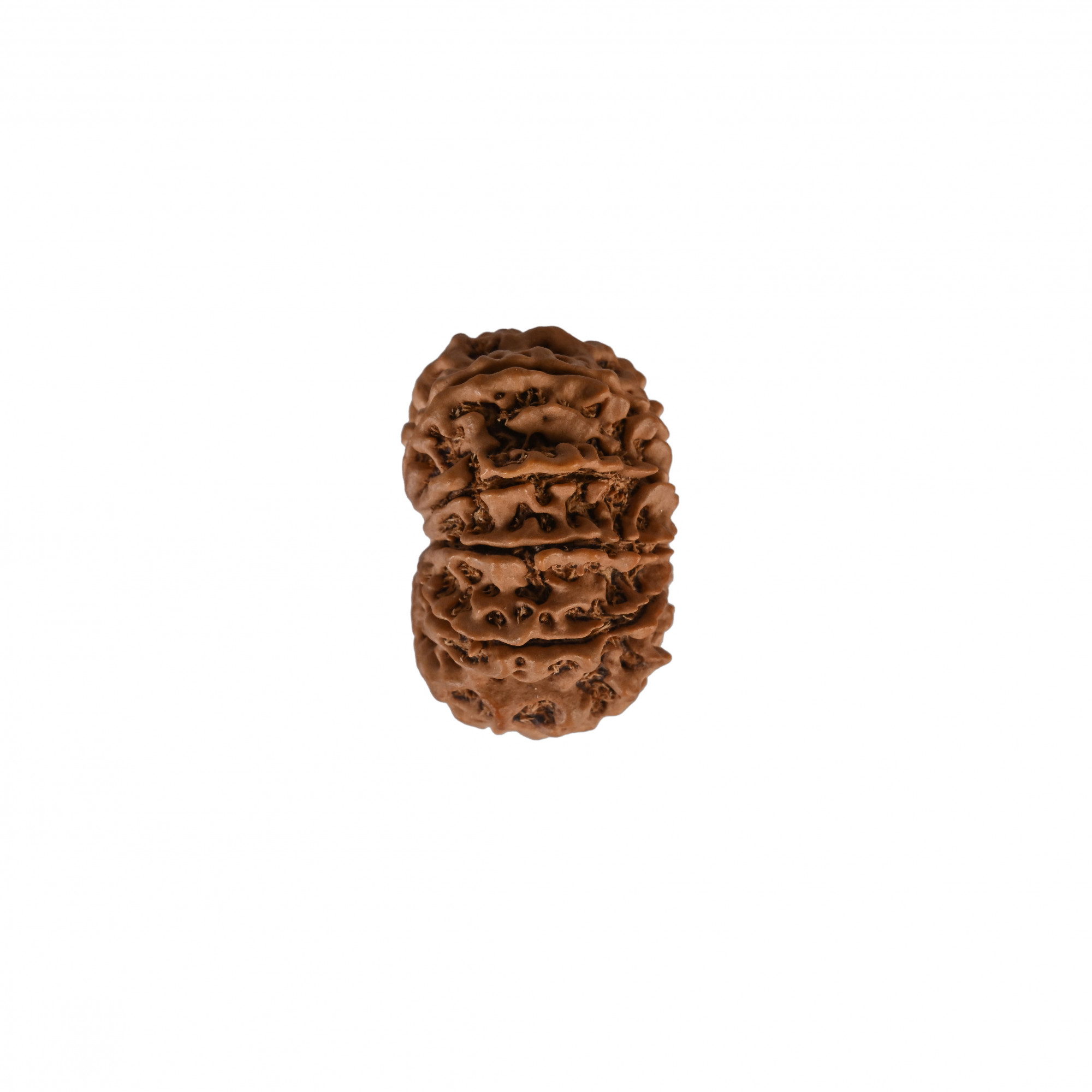 Natural 10 Mukhi Collector Rudraksh Nepali