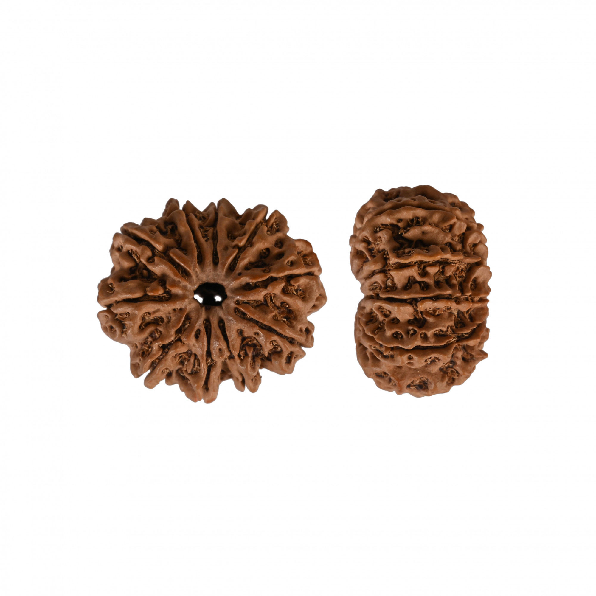 Natural 10 Mukhi Collector Rudraksh Nepali
