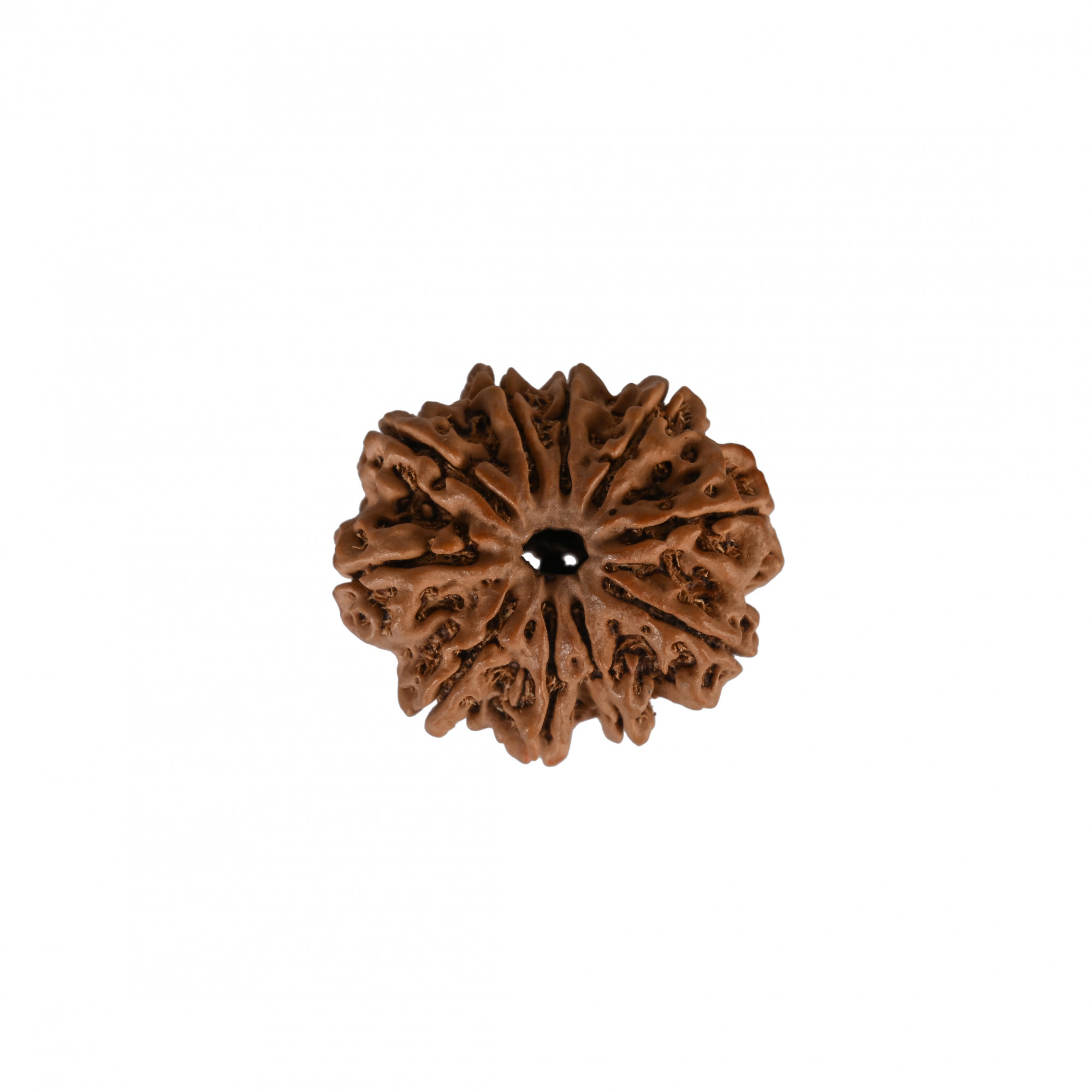 Natural 10 Mukhi Collector Rudraksh Nepali